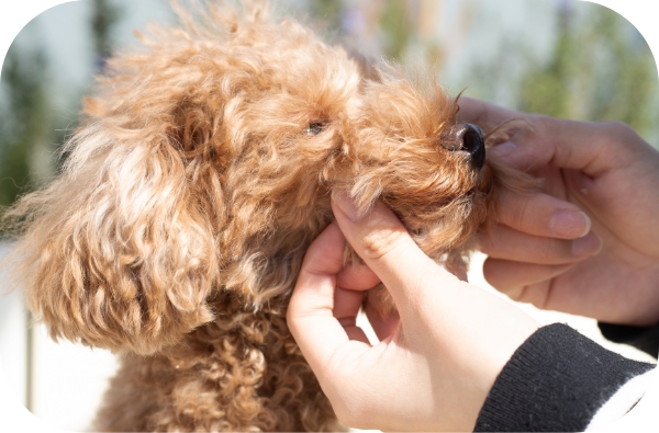 愛犬のデンタルケア 磨く イメージ ステップ1