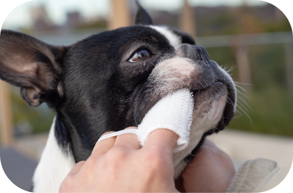 愛犬のデンタルケア 磨く イメージ ステップ3